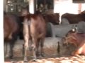 Radhanatha Swami talk on cow protection,Mayapur Gopastami-07