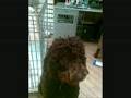 labradoodles 2