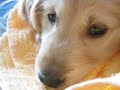 Dino the Golden Retriever - My Clever Little Boy