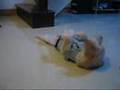 Golden Retriever video