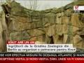Ursul Knut a împlinit un an Manele-Gratis.net