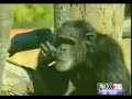 El mono fumador