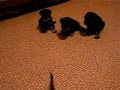 MVI_0138.avi