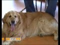 Honden met overgewicht