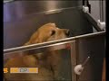 Honden met overgewicht
