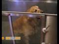Honden met overgewicht