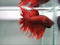 bEttA cRoWn  tAiL reD (((http://b-sjr.blogspot.com