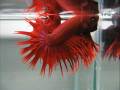 bEttA cRoWn tAiL reD (((http://b-sjr.blogspot.com