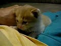 Purring Kitten