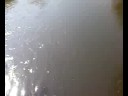 regata grdelica regata grdelica