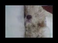 Tirando uma sonequinha \"mel\" by_alisonvasco