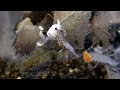 脱皮殻を食べるワラジムシ　Wood louse that eats skin molt