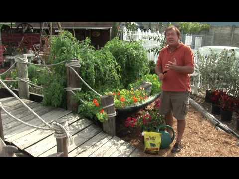 how to care and maintain a vegetable garden
