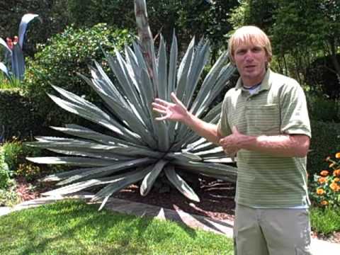 how to replant a century plant