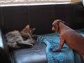 Game between lil dog and lil pussycat
