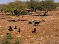 Tree Climbing Goats
