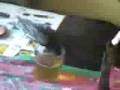 videos de ho bevuto troppa birra
