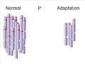 Mendelian Inheritance and Selfish Genetic Elements
