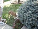 Dog vs prickly bush