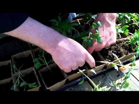 how to transplant tomato plants into garden