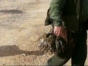 videos de cacciainspagna.com