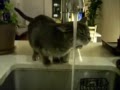 Esse gosta de agua