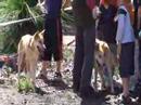 Dingo Loxie, Lindy & Dingy at the ...