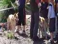 Dingo Loxie, Lindy & Dingy at the 2007 Scout Jamboree
