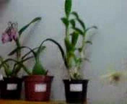 piracajuba orquidea (62)32427040