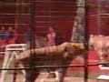 circus in kénitra cirque à Kénitra السيرك في القنيطرة