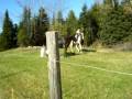 Saddle Club
