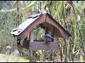 Vogelhaus Action