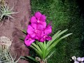 Mostra delle Orchidee 2008 -Monte Porzio Catone-