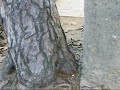 Timeline Radiant Zones - Part 4 Timeline Radiant Zones - Part 4
