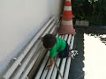 Davi em Goiania