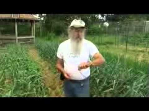 how to harvest garlic scapes