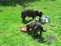 Unsere Hundewelpen spielen weiter Unsere Hundewelpen spielen weiter