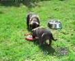 Unsere Hundewelpen spielen weiter