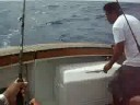 CANCUN FISHING BOMITO