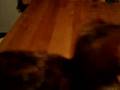Jewish-Kitten