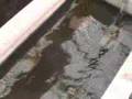 African Cichlid Fish Hatchery