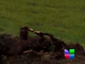 Click here to watch this video Parque Badger Mountain es atacado por vándalos