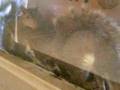 Angry Squirrels Crammed into 2 of Space