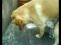 este perro se la paja aciendo lo mismo que su amo juan pajuelo del casto...