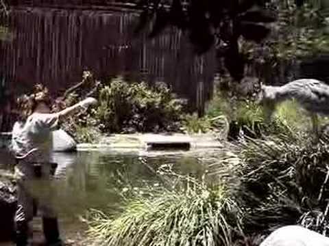 Shoebill stork clapping & feeding