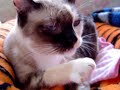 Linda bathing (Linda tomando banho)