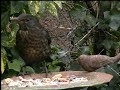 Vogels in Vroomshoop