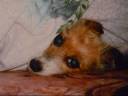 Nejkrásnější obrázky a citáty o pejscích 2/2 -Sweet Dogs 2/2