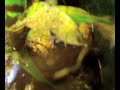 Dendrobates, Azureus Dendrobates, Azureus