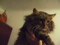 Big Cat/??????? ???????